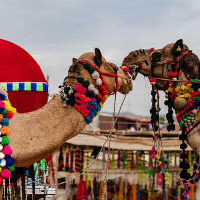 Pushkar camel Fair, Why visit Pushkar
