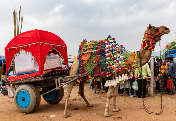 Pushkar Camel Fair Rajasthan India Someday Travels