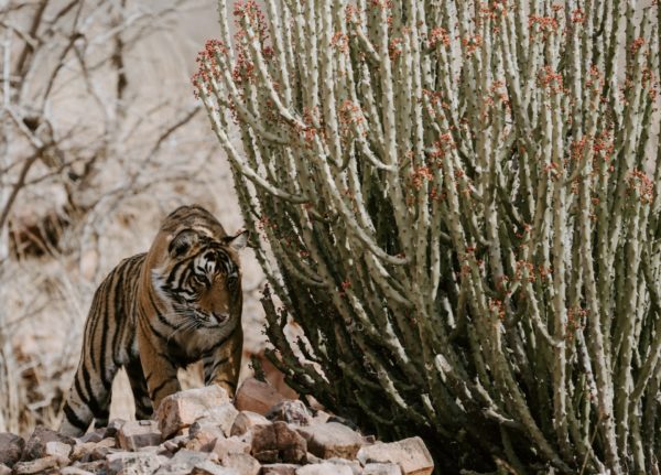 Ranthamborre national park, wildlife in India