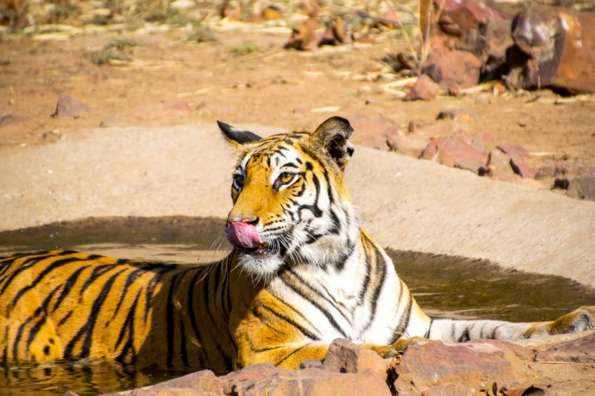 Wildlife tourism destinations in Madhya Pradesh I India Someday Travels