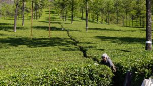 Munnar teeplantagen