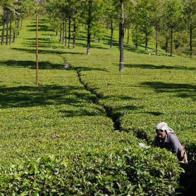 Munnar tea plantations, Things to do in Munnar