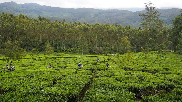 Tea Plantations Munnar, Kerala India