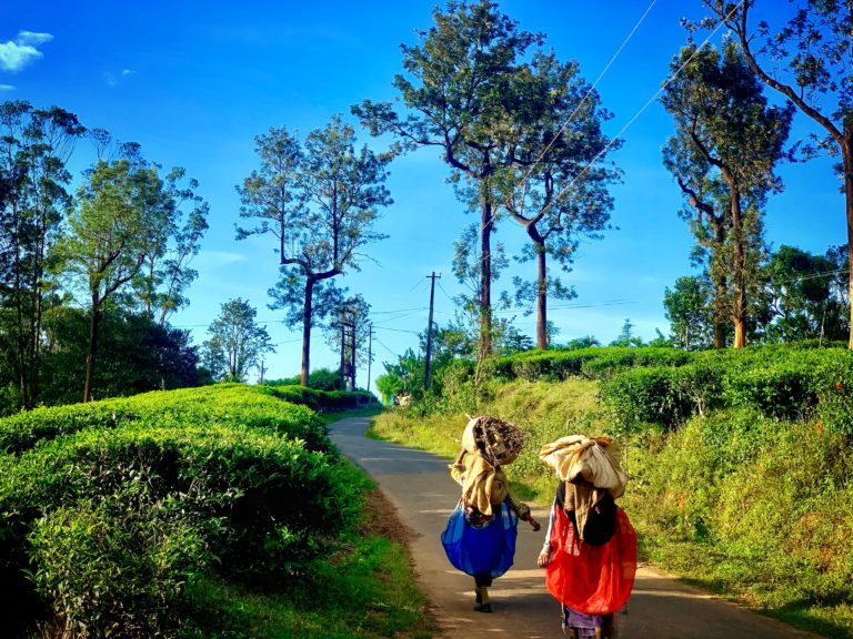 Things to do in Wayanad Kerala - India Someday Travels