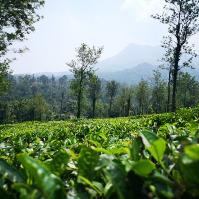 Tea plantations in Wayanad, things to do in Wayanad