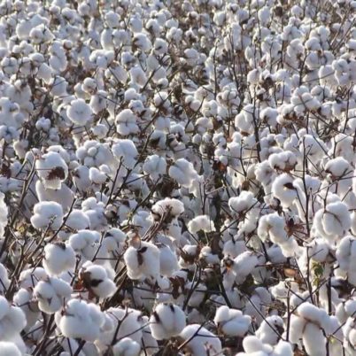 Culture du coton et fabrication de produits en coton