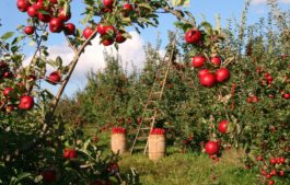 Apple Orchards, Himachal Pradesh