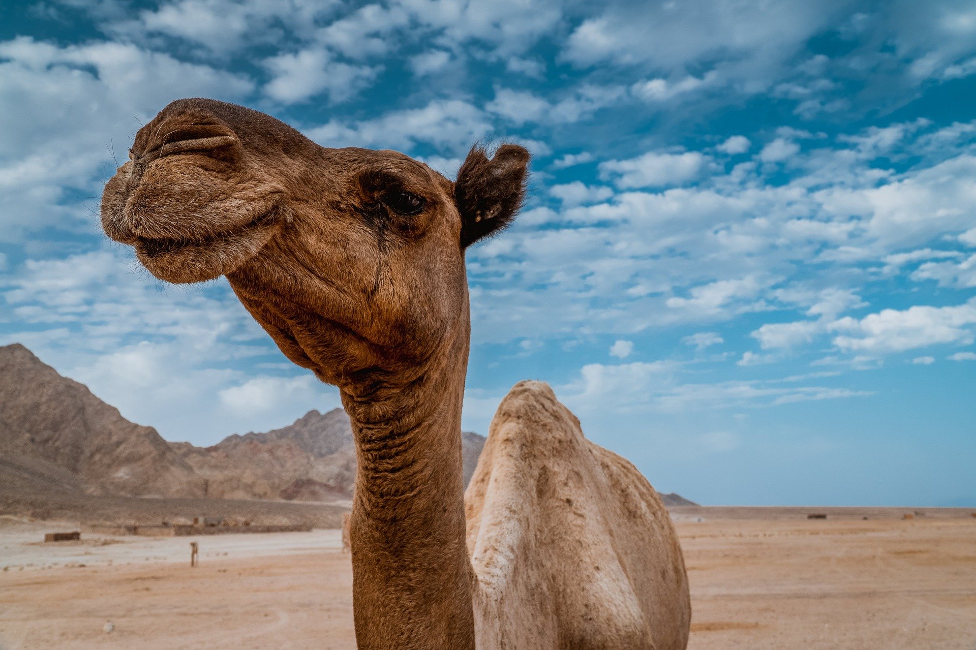 Животные пустыни верблюд