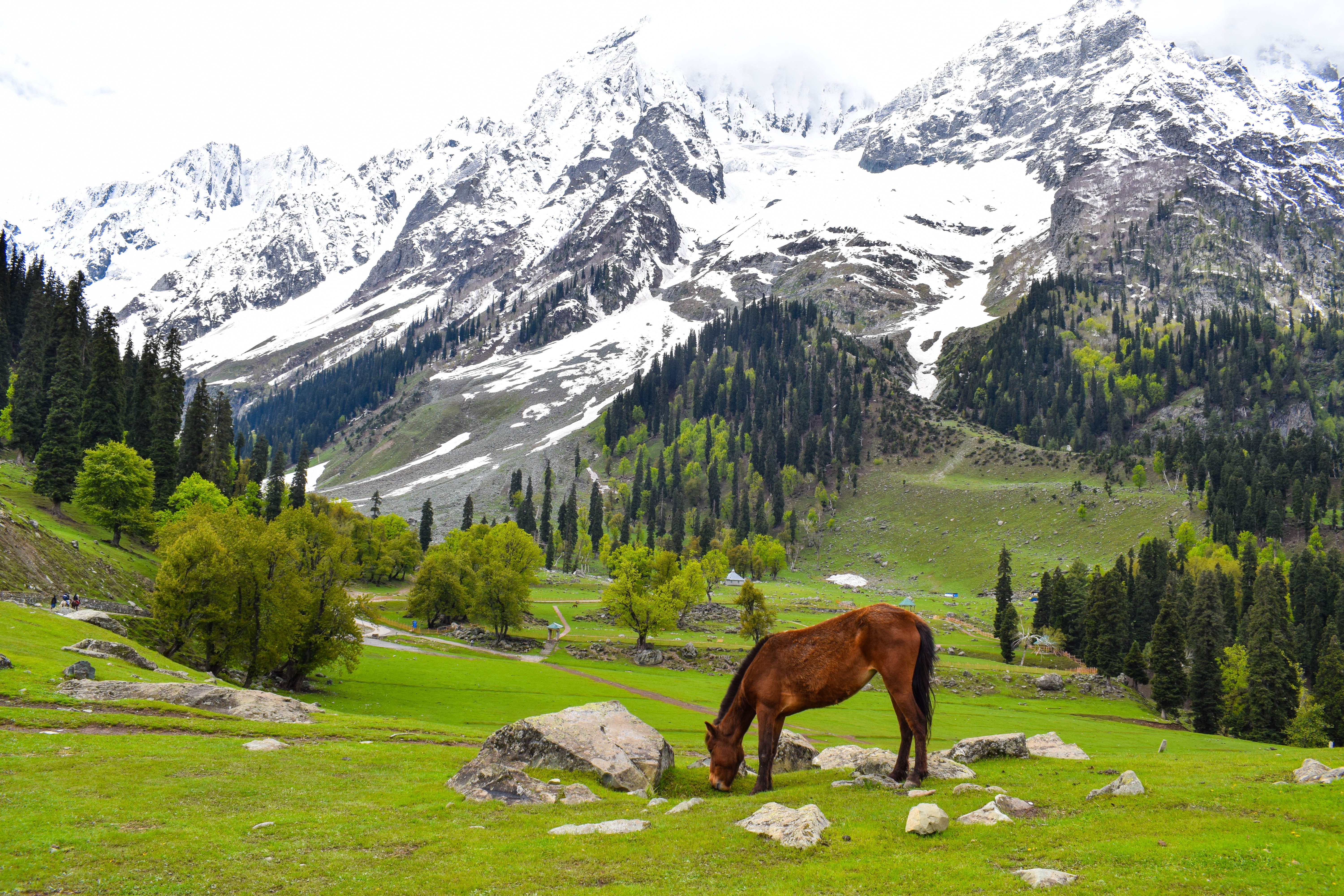 Кашмир. Джамму и Кашмир природа. Kashmir muammosi. Кашмир обезьяны горы. Sonmarg Valley Jammu &Kashmir.