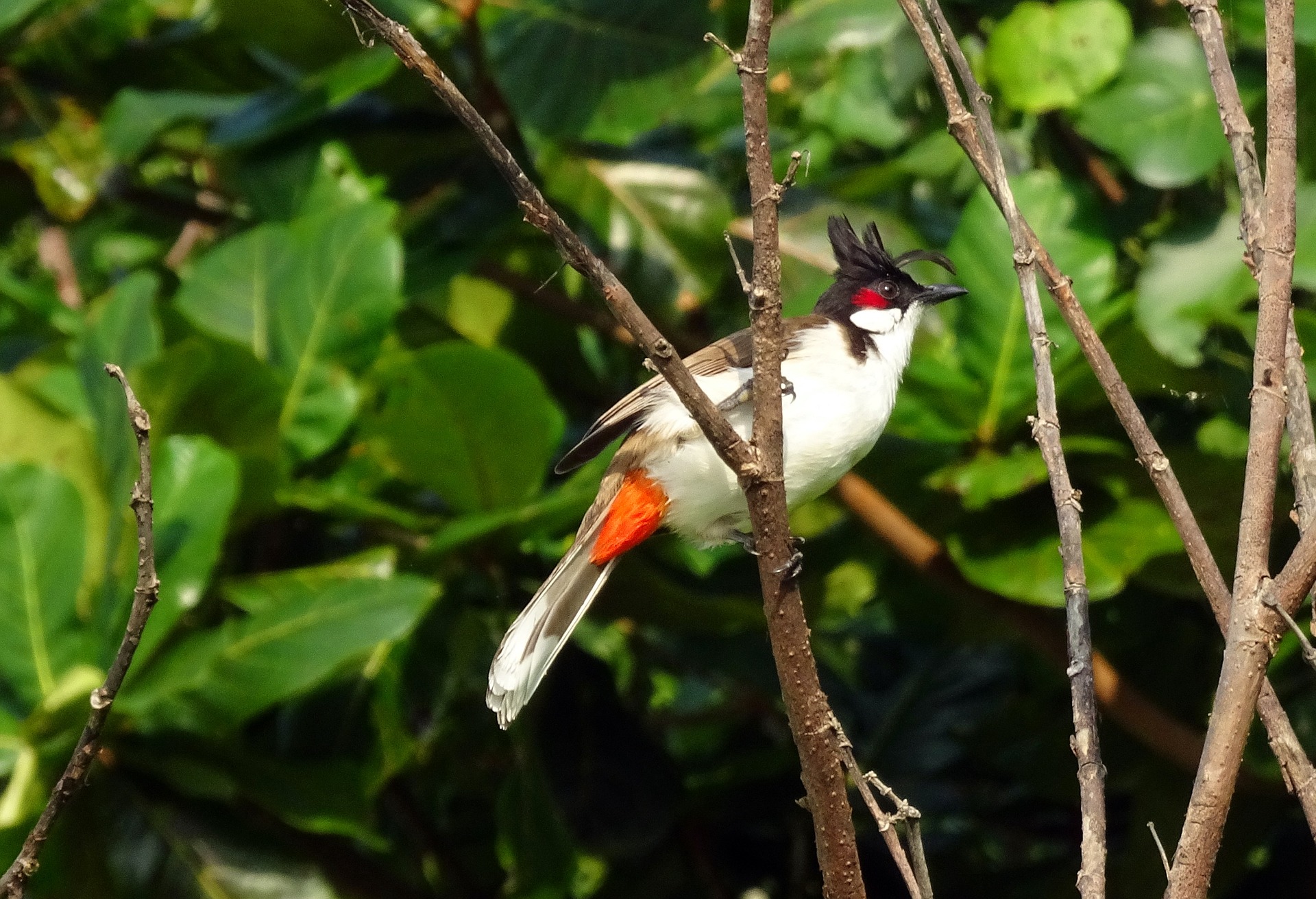 flaura and fauna in andamans