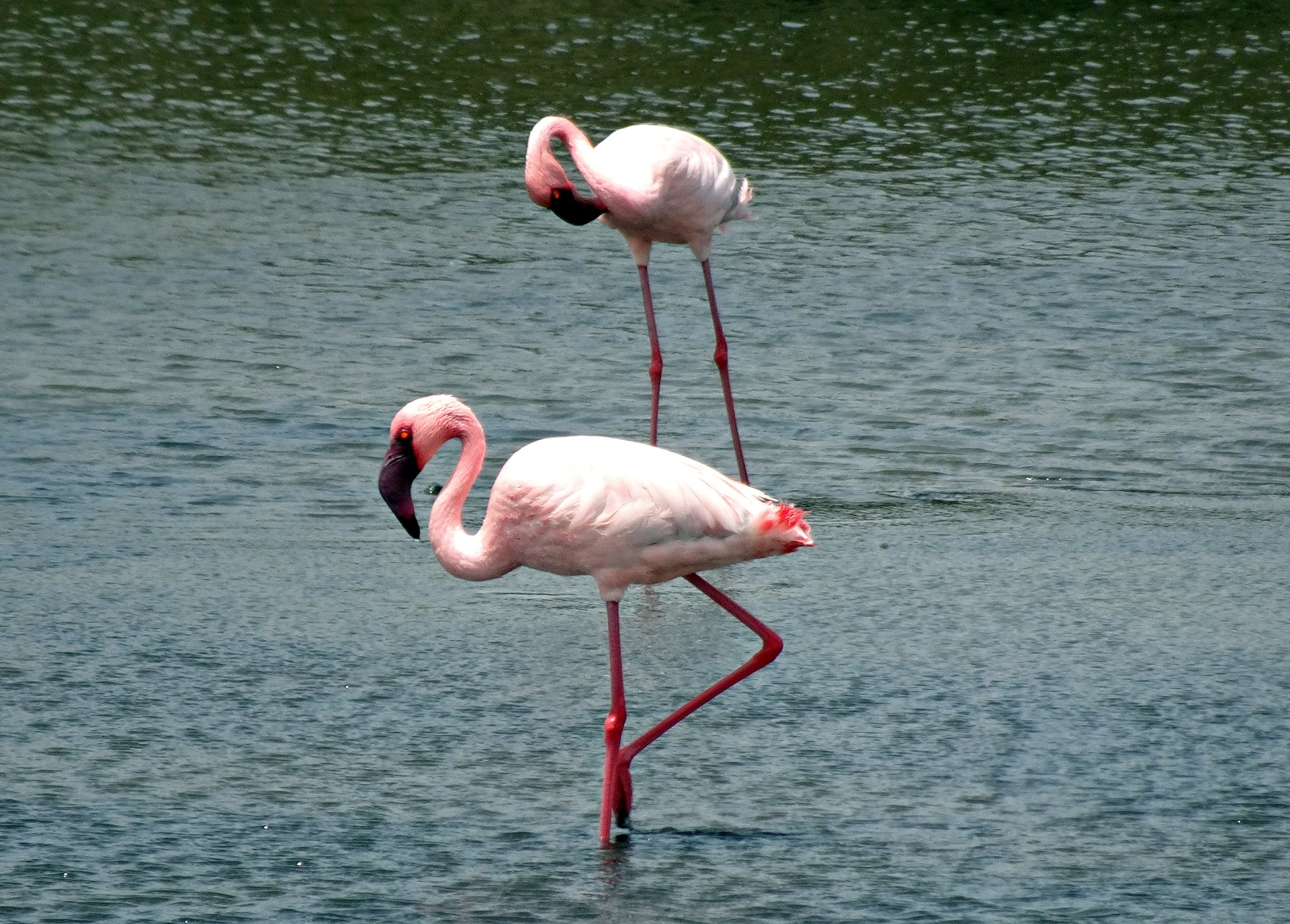 best places to witness flamingo