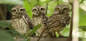 wildlife sanctuaries for birding