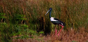 bird sanctuary