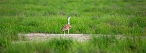 gujarat birding