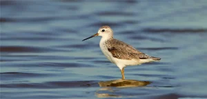 best wildlife sanctuaries for birding
