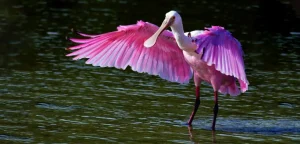 best wildlife sanctuaries for birding in gujarat