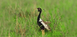 birding sanctuaries