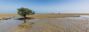 birding in gujarat