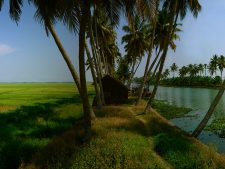 best things to do in cochin