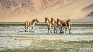 best wildlife safaris