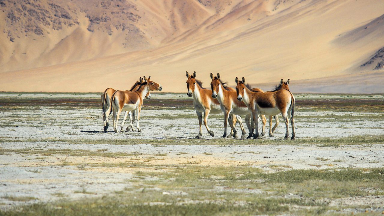 indien safari 