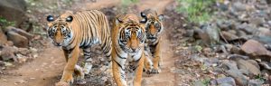 best wildlife safari