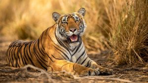 Things to do in Tamil Nadu