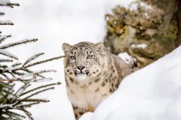 things to do in leh ladakh