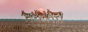 things to do in kutch