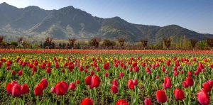 best time to visit srinagar